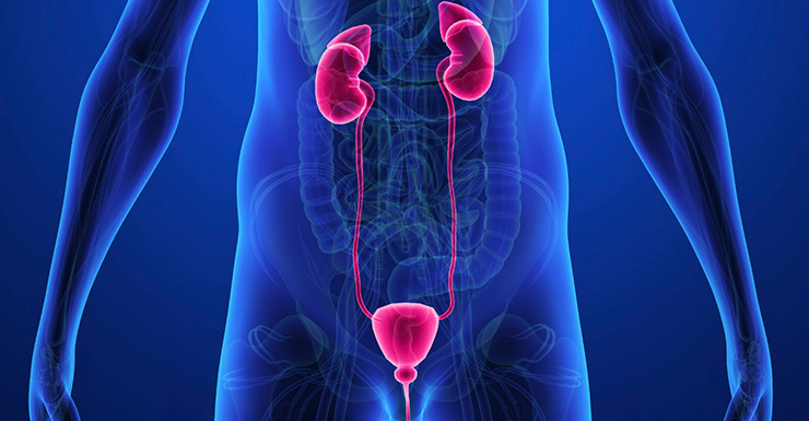 Urologia
